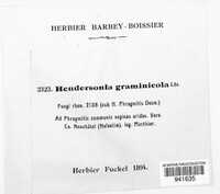Hendersonia graminicola image